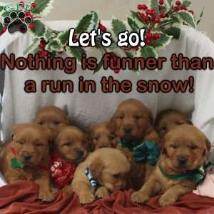 Baylee, Golden Retriever Puppy